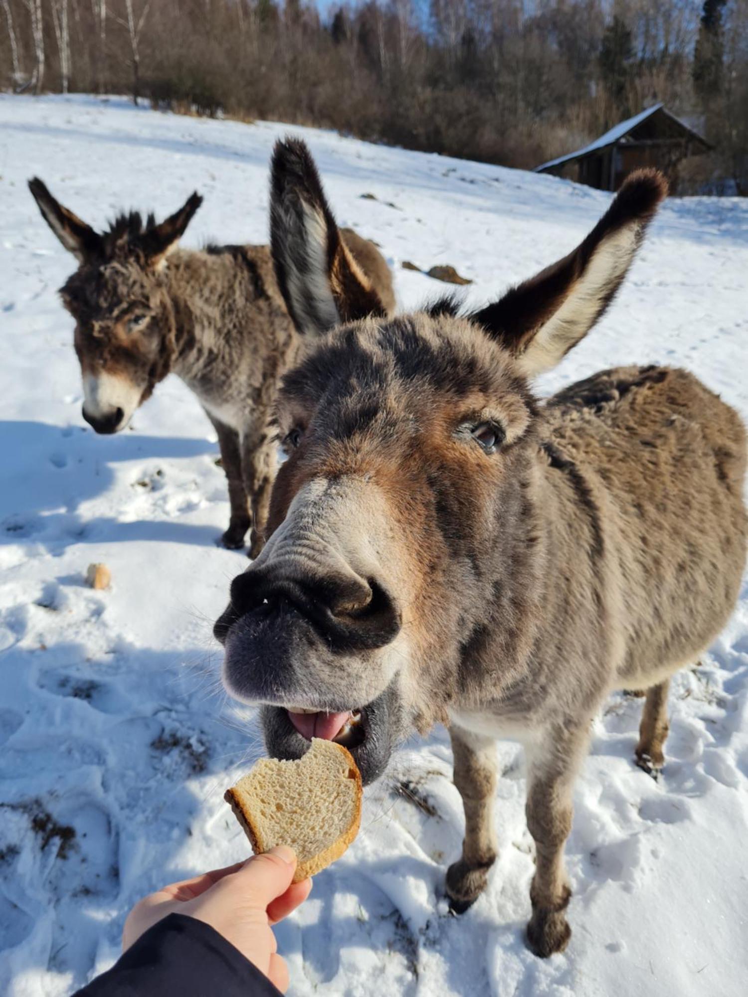 Wilcza Jama - Domki Z Bali Villa Lutowiska Buitenkant foto