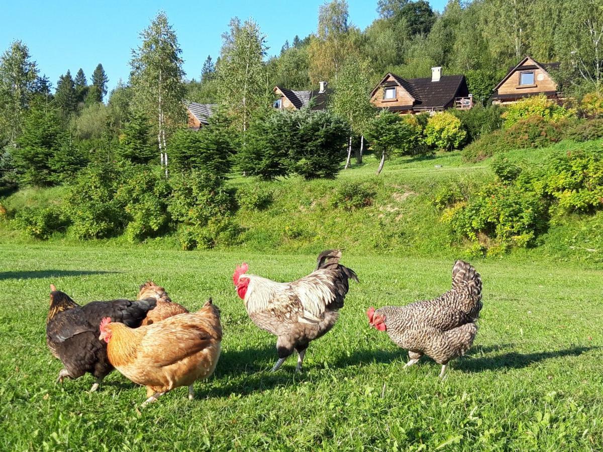 Wilcza Jama - Domki Z Bali Lutowiska Buitenkant foto